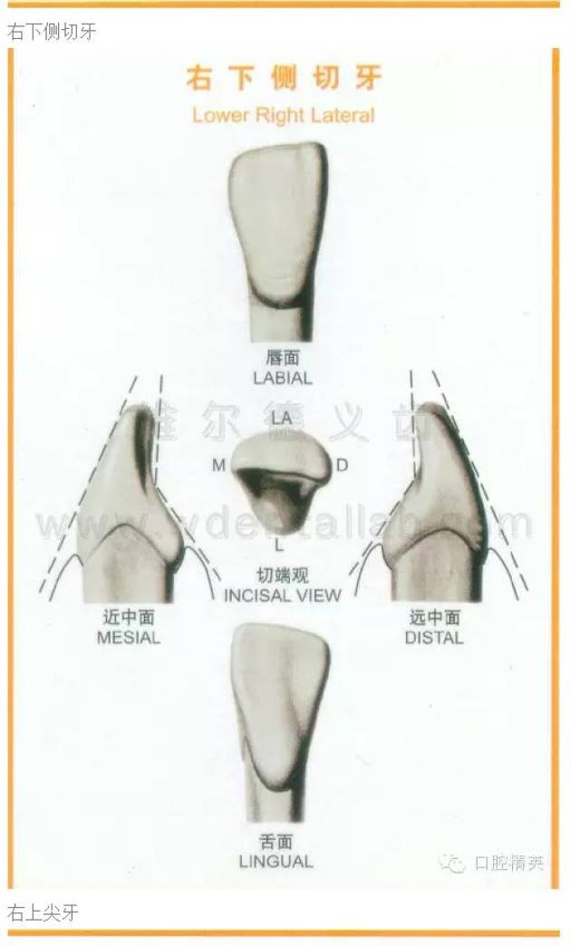 牙齿的形态图与口腔颌面解剖图