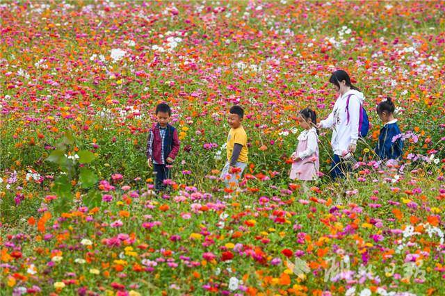 华农120亩花海刷爆朋友圈,这里随手一拍就是大片