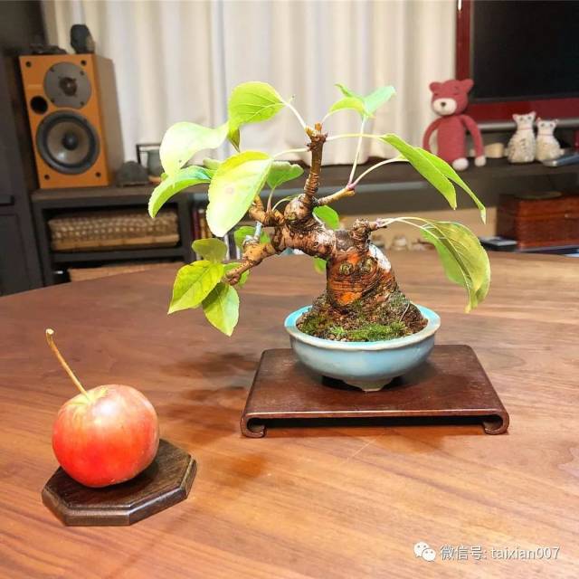 姬苹果