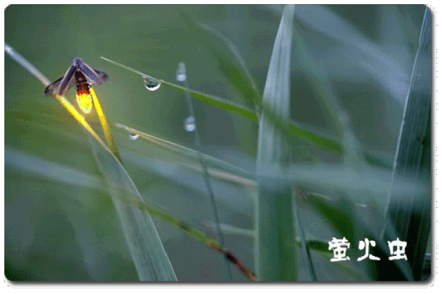 为什么萤火虫会发光?