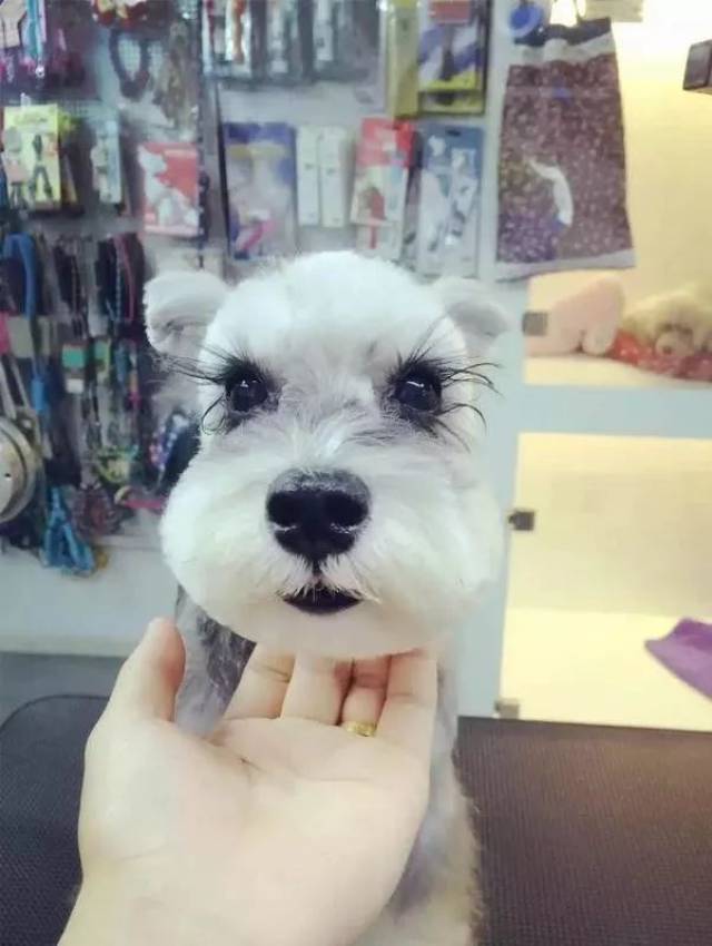 狗,你的睫毛能借我一厘米吗?