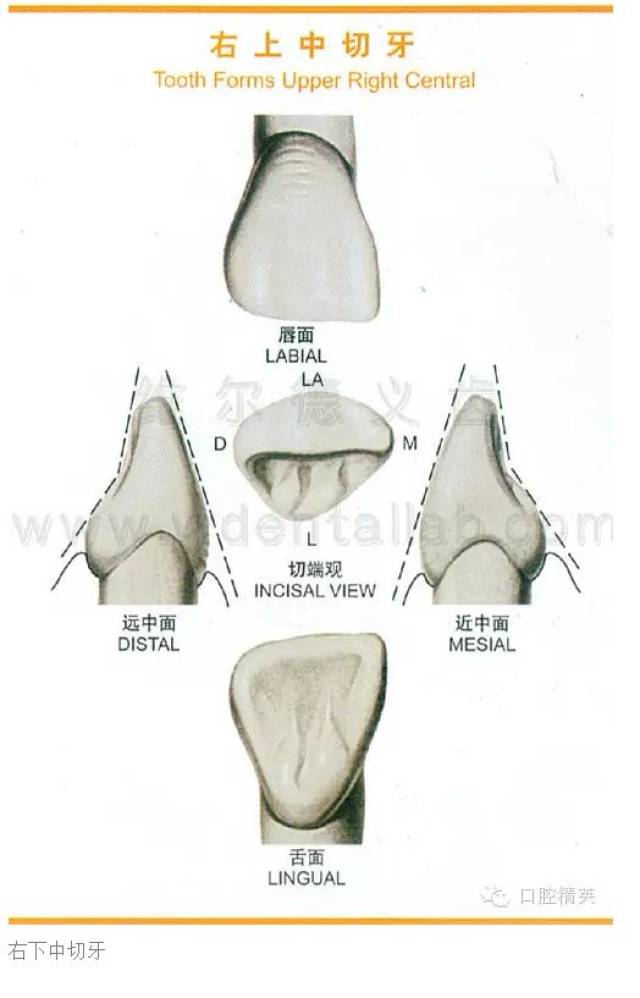 牙齿的形态图与口腔颌面解剖图