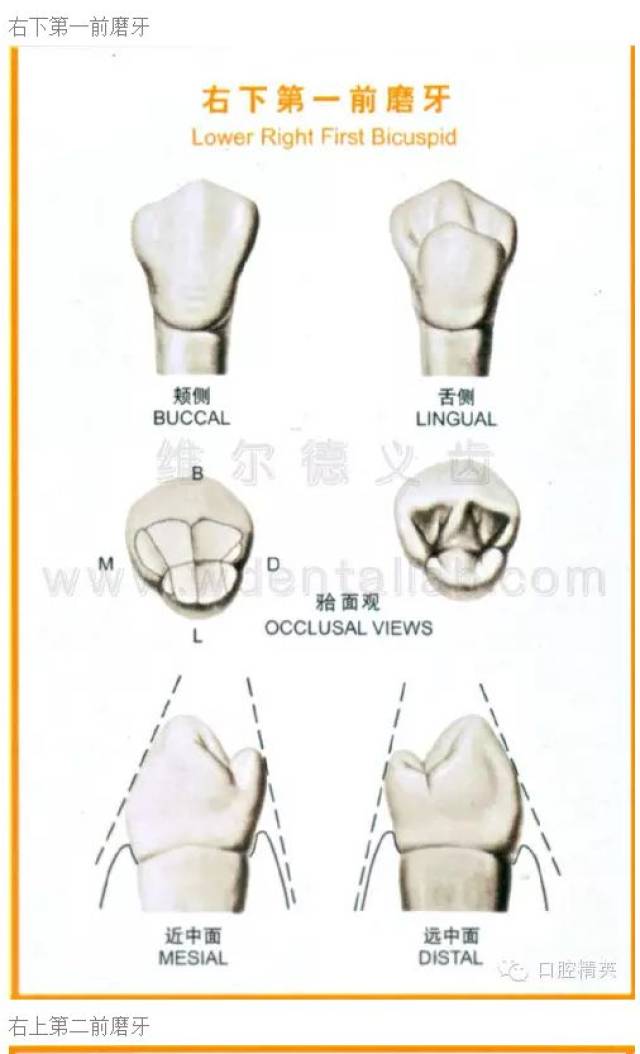 牙齿的形态图与口腔颌面解剖图