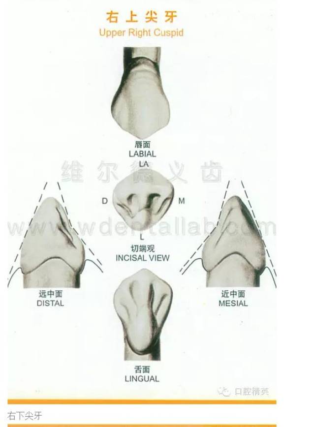 牙齿的形态图与口腔颌面解剖图