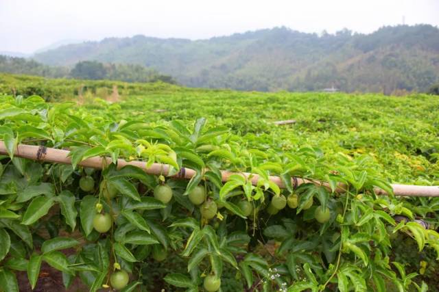 红军入闽第一村:武平高书村~且看它如何念好