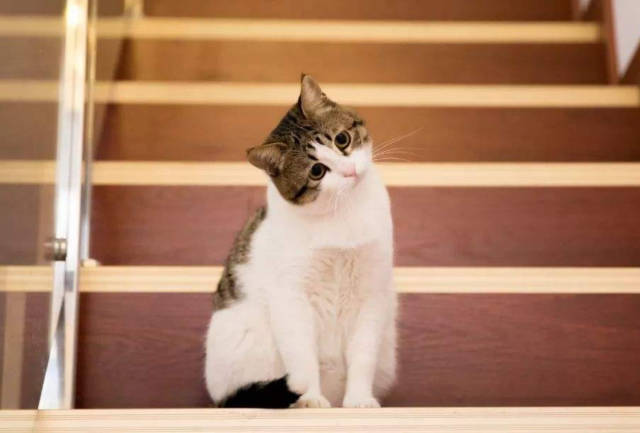 俗话说:猫有九条命.请问这里有什么典故或出处吗?