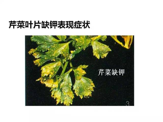 91张 各种作物缺钾图