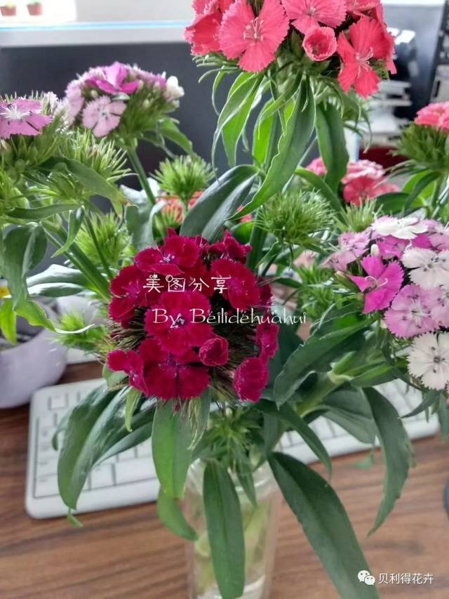 它们就是切花石竹哦 花店里它们的名字也可能叫"相思梅" 作为石竹大