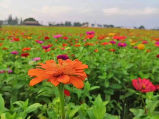 地址:南浔区石淙镇花海景区