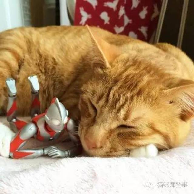 橘猫的成长,总能超出你的想象—当参照物是奥特曼