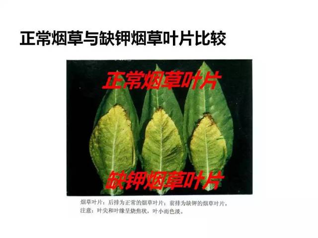 91张 各种作物缺钾图