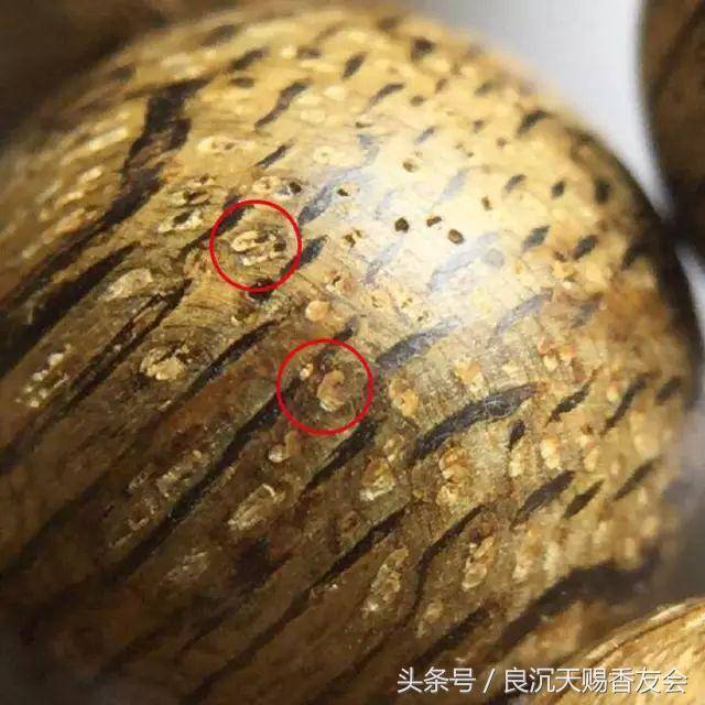 【良沉天赐】图解沉香的内部结构是怎样的?