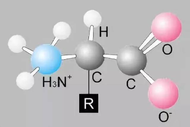 氨基酸结构通式