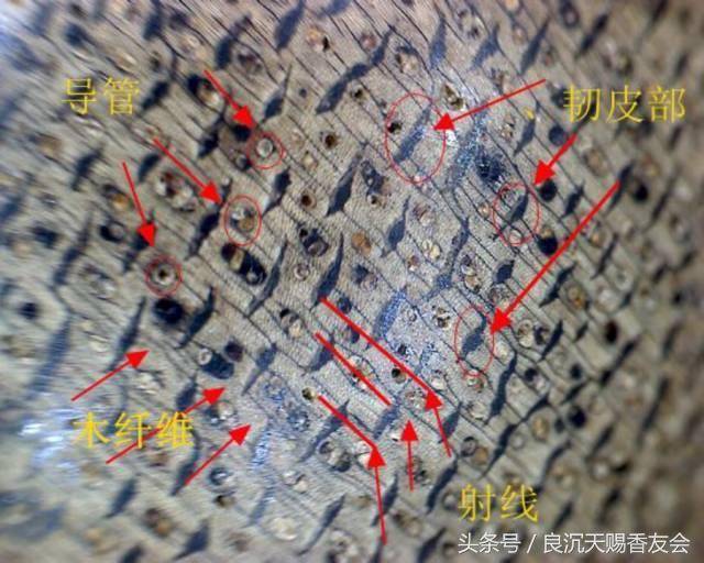 【良沉天赐】图解沉香的内部结构是怎样的?