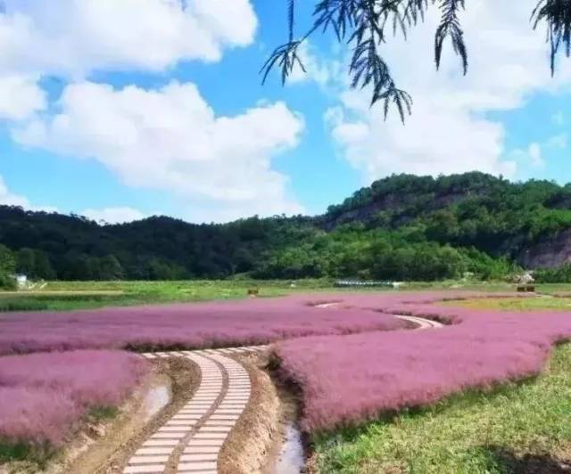 网红打卡地!台州那一片"粉红"花海,火了朋友圈