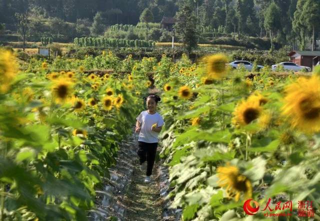 温州文成武阳村葵海花开引客来