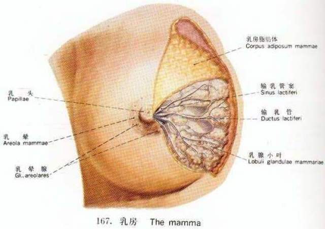 关于乳腺癌,你想知道的都在这里了!