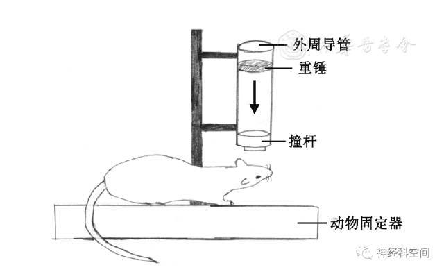 常用创伤性脑损伤与脑卒中大鼠模型的制作和特点