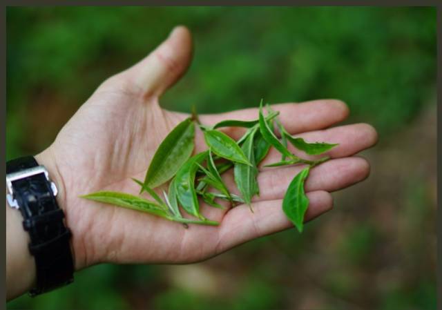 普洱茶分级,查查你喝到哪个级别了?