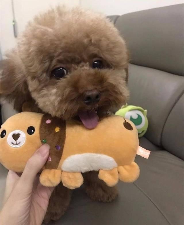 小泰迪居然不贪吃,就是喜欢撒娇讨抱抱!