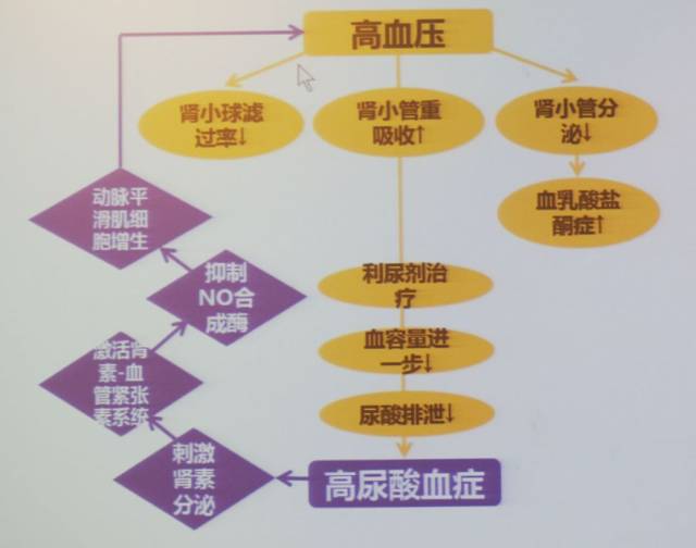 高尿酸是高血压独立的危险因素吗?