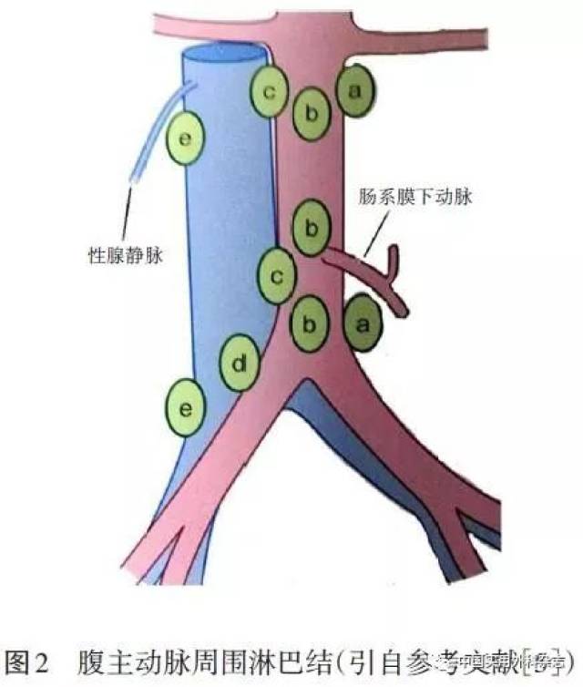 4.2 腹主动脉周围淋巴结汇集途径 见图3.