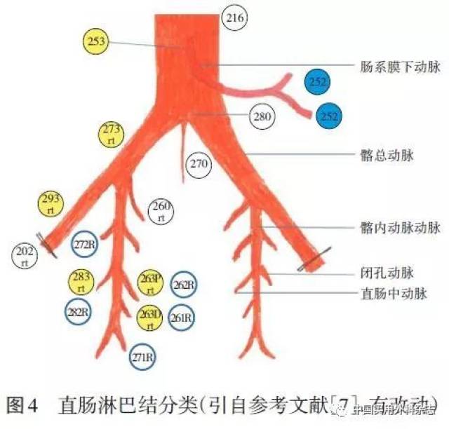 专题笔谈|直肠淋巴引流系统的局部解剖和分类