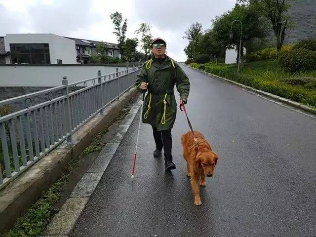 导盲犬珍稀度堪比大熊猫,全国服役仅170只,盲人的眼睛