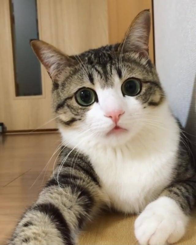 壁纸 动物 猫 猫咪 小猫 桌面 640_798 竖版 竖屏 手机