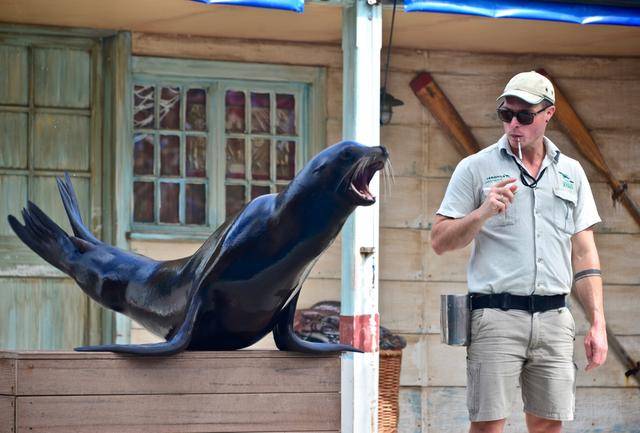 在世界最壮丽的悉尼动物园欣赏一场精彩的海豹表演