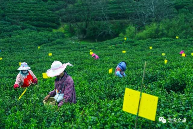 扬子江心水,黄龙岘上茶,说的就是黄龙岘的绿茶,龙针和龙毫两大绿茶