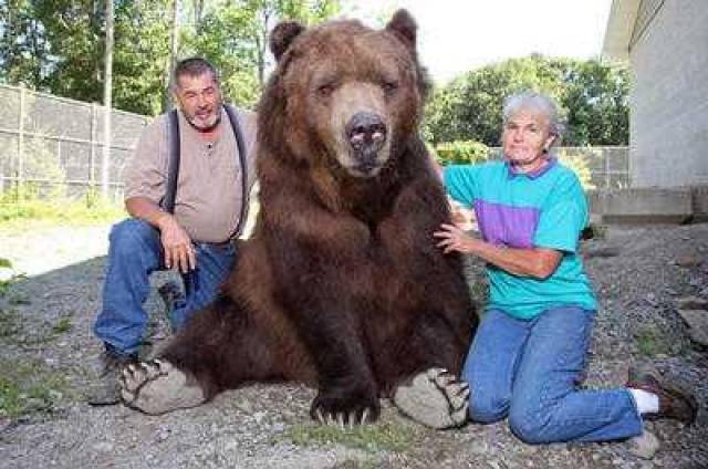 世界上最大的熊是北极熊?这种棕熊与它不分伯仲,老虎也不敢惹它