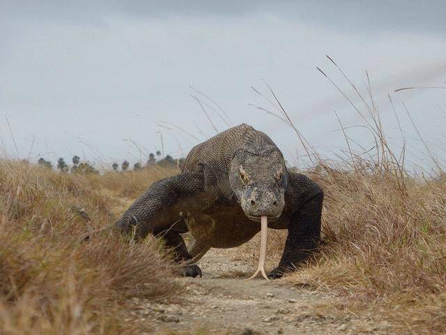 科莫多巨蜥是世界上最危险的动物之一.