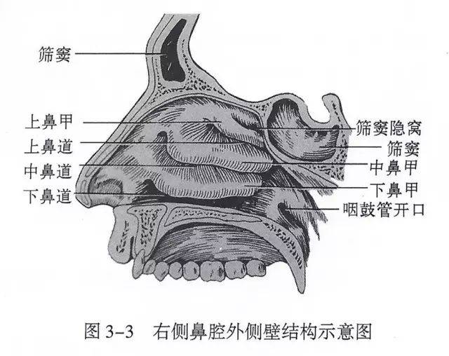 【呼吸系统解剖】上呼吸道