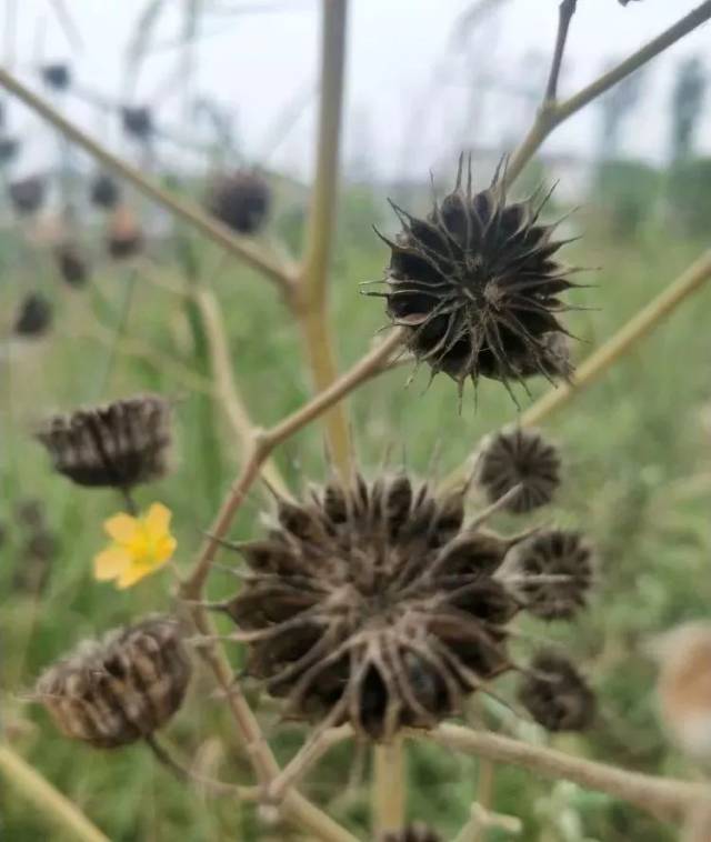 单看这花,您不定能猜出是苘麻子花! 来源:掌上菏泽拍客团