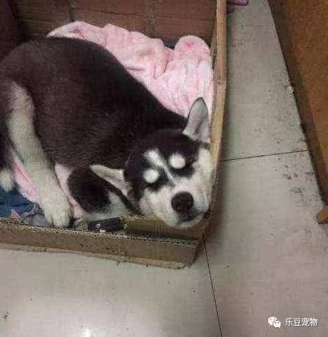 上面这个就太过分了,居然在宿舍里养起了哈士奇,二哈是能在宿舍养的
