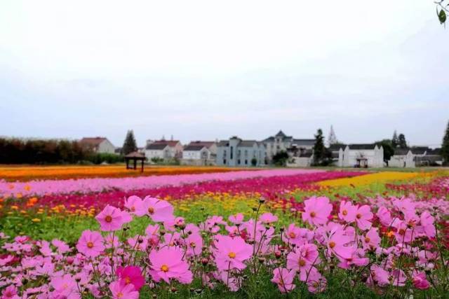 荃步村花海古寺游