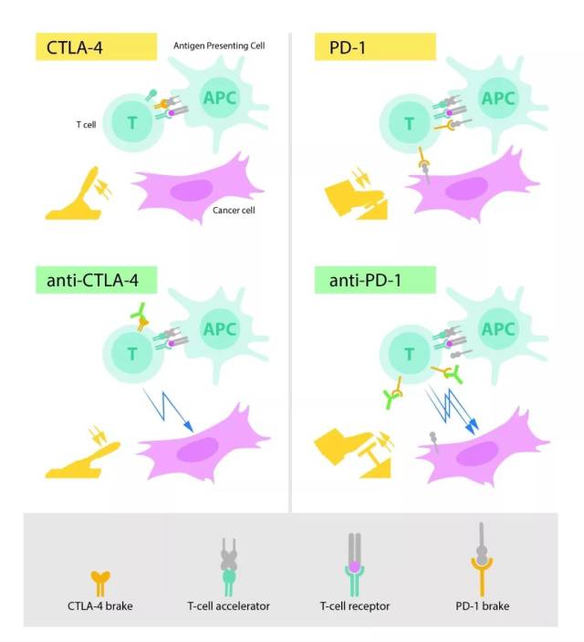 ctla-4 抗体和 pd-1 抗体的作用机制