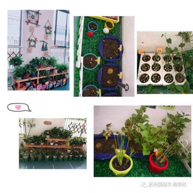 们自己做的绘画标识,经过大家的精心照顾,自然角里的植物们长势很好哦