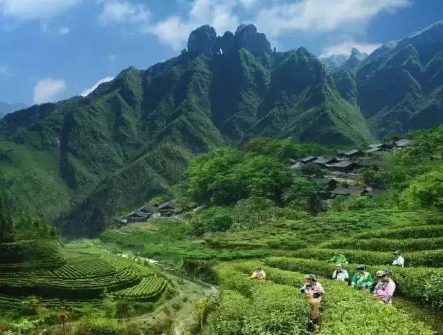 保靖吕洞山(图来源于茶旅世界)