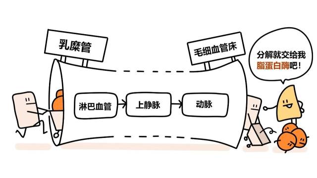 吃肥肉还能减脂?科学解读脂肪代谢过程