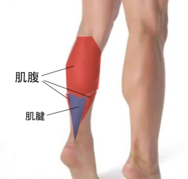 自然包裹住脚踝骨部位也就没有了结构) 跟腱长= 小腿肌肉比例短位置高