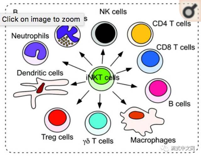 inkt细胞,免疫系统的"瑞士军刀"