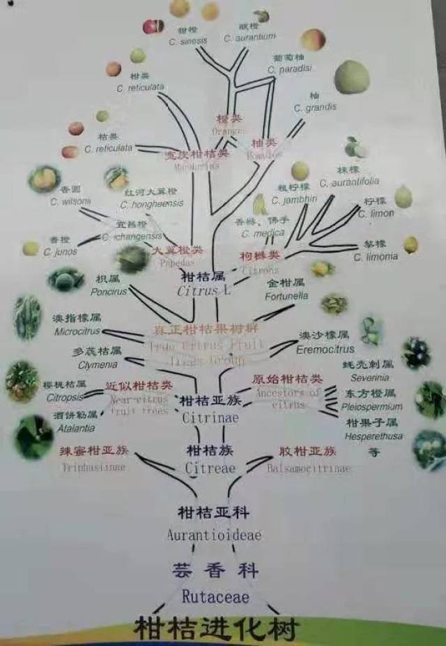 终于明白:柑橘类为啥能独占水果摊的半壁江山