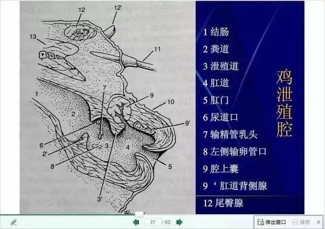 打针的鸡翅膀能吃吗?鸡脖,鸡翅,鸡屁股,到底哪里能吃,哪里不能吃?