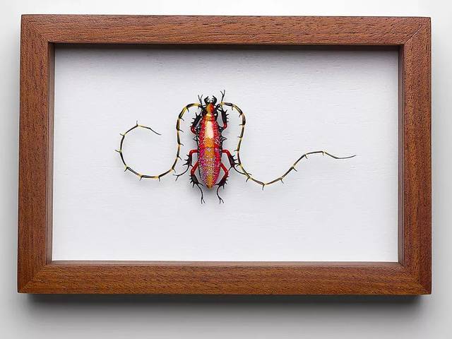 jewel longhorn beetle   2015