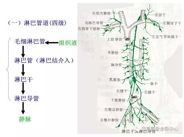 全身淋巴系统的精细解剖