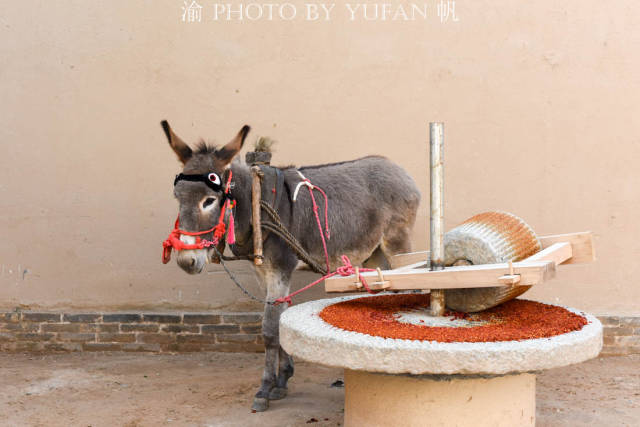 毛驴拉磨为什么要蒙住双眼?否则见美女就停下,青海平安驿有答案