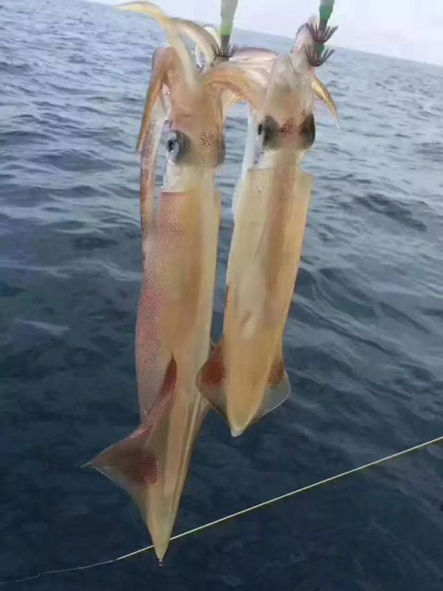 吃过一次从海里即钓上来的跳动鱿鱼,皮甜肉也甜,鲜嫩.