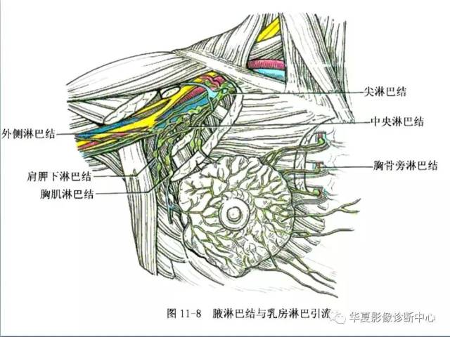 全身淋巴系统的精细解剖